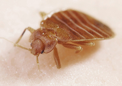 Invading Animals: The Cane Toad Instructional Video