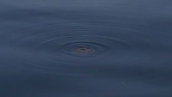 Fried egg jellyfish Stock Footage