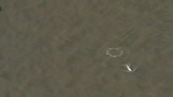 Beluga whale spotted in the Thames 'swimming strongly and feeding normally' Stock Footage