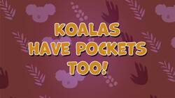 How Do Koalas Keep There Babies Safe? Instructional Video