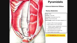 The Pyramidalis Muscle | Origin, Insertion, Innervation, Action, & Variation Instructional Video