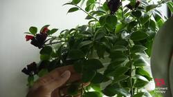 Caring For Your Lipstick Plant | The Plant Doctor Instructional Video