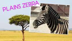Why Do Zebras Have Stripes? Animal Science for Kids Instructional Video