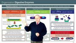 The Role of Digestive Enzymes in Breaking Down Food Molecules Instructional Video