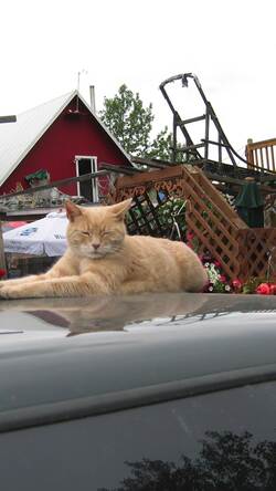 This Cat Was the Mayor of Hell Instructional Video