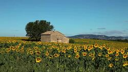 Stone house in Sunflower field blooming near lavender fields during summer in Valensole plain of Provence France Stock Footage