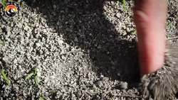 Volcano Ants ARE HERE! - 10 Things You Definitely Need To Know Instructional Video