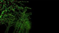 Neon Tree illumination Stock Footage