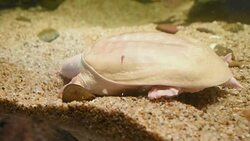 aquatic organisms Stock Footage