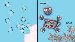 Why Water Dissolves (Almost) Everything Instructional Video