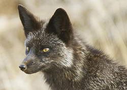 Breeding silver foxes Instructional Video