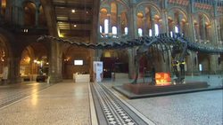 Dippy the dinosaur skeleton at the Natural History Museum News Clip