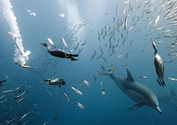 Aerodinamismo Instructional Video