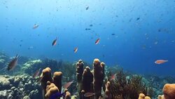 Seascape of coral reef in the Caribbean Sea around Curacao at dive site Mako's Mountain Stock Footage
