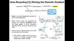 The Loop Of Henle [Part 2] | Urea Recycling Instructional Video