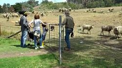 Family visited an organic farm Stock Footage