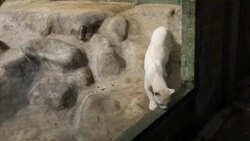 VOICED : Hallazgo de primera ocelote albina alerta sobre deforestación en Colombia News Clip