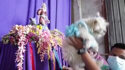 CLEAN : Nicaraguan blessing ceremony for dogs News Clip
