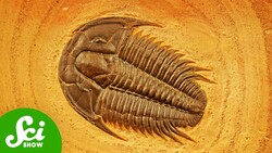 We've Been Collecting This Fossil for 15,000 Years Instructional Video