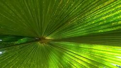 palm leaf Stock Footage