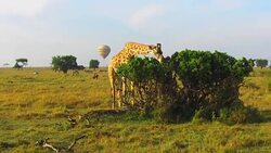 giraffe eating tree leaves in savanna at africa Stock Footage