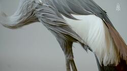 Discover the East African crowned crane, uganda's national bird Instructional Video