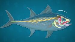 I WONDER - Are Jellyfish Actually Fish? Instructional Video