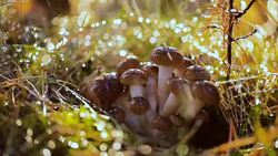 Armillaria Mushrooms of honey agaric In a Sunny forest in the rain. Stock Footage