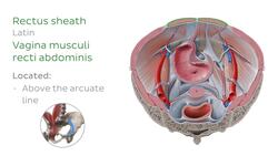 Superior view of the female pelvis Instructional Video
