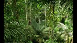 TED: Ecology from the air | Greg Asner Instructional Video