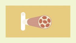 TED-Ed: How stretching actually changes your muscles | Malachy McHugh Instructional Video