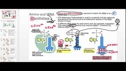 Aminoacyl tRNA Synthetase: Part 1 Instructional Video