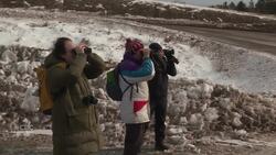 Nature-lovers search for rare birds — in a landfill News Clip