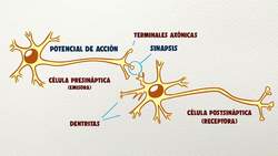 La marihuana ¿es nociva o saludable? - CuriosaMente 227 Instructional Video