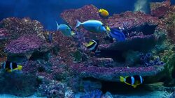 Exotic fishes in Aquarium Stock Footage