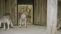 Spinal Injuries Can Be Very Tough, Especially For This Older Kangaroo Instructional Video