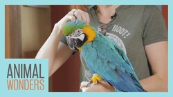 Bird Molting Instructional Video