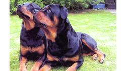 Pros & Cons of the Rottweiler Breed Instructional Video