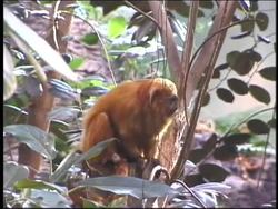 The Cell: Summing Up Instructional Video