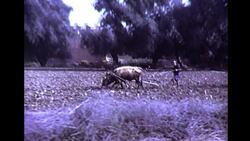 A cruise to Agadir, 1972 Stock Footage