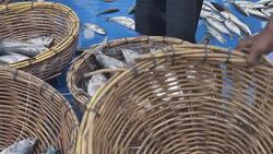 Commercial Tuna Fishing Industry fisherman fish catch on boat at fishing docks Stock Footage