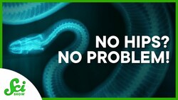 No Hips, No Problem: Better Hip Replacements From Snakes Instructional Video