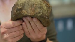 What to do if you find a fossil in Alberta News Clip