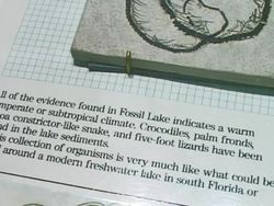 Language in Science: Science in Language Instructional Video