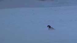 WIDE ANGLE OF SNOW COVERED MOUNTAIN. COULD BE HIMALAYAS. SEE BROWN HORSE RUNNING DOWN HILL, AWAY FROM THREE PEOPLE HUDDLED IN CIRCLE. TRACK RIGHT TO LEFT AND ZOOM IN FOLLOWING HORSE. HORSE REPEATEDLY STAGGERS AND FALLS IN SNOW. WINTER. ANIMAL STUNT. SHOT Stock Footage