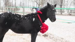 VOICED : La clonación de un caballo allana el camino para los deportes ecuestres en China News Clip