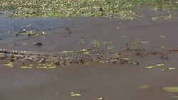 Crocodile wades into the water Stock Footage