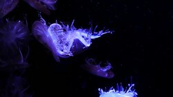 Close-up Jellyfish, Medusa in fish tank with neon light. Stock Footage