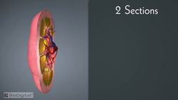 HST-AP Introduction to the Urinary System Instructional Video