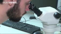 Spider venom could save lives News Clip